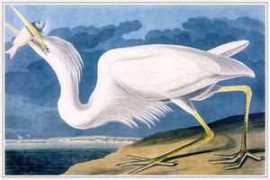 great white heron