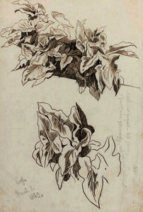 Study of ivy, corfu