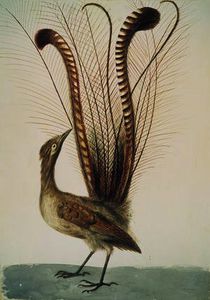 Lyrebird of Australia, c.1810