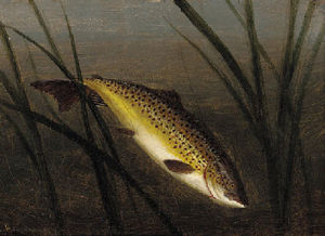 A trout on a line; and a trout leaping