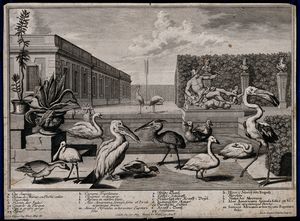 A garden pond with nine large exotic birds, two potted plant