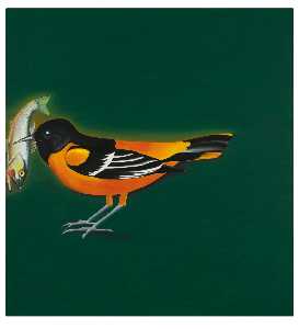 Baltimore Oriole Securing Freshwater Fish