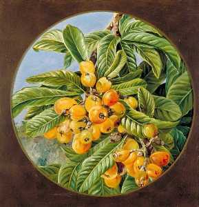 Foliage and Fruit of the Loquat or Japanese Medlar, Brazil