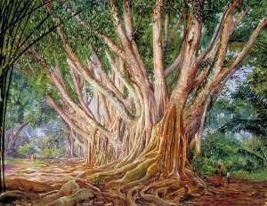 Avenue of Indian Rubber Trees at Peradeniya, Ceylon