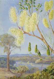 Marianne North - Branch of a Grevillea and a View on the Swan River, West Australia