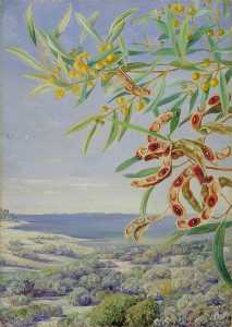 Marianne North - Various Species of Acacia and Other Shrubs, Good for Binding the Sandy Shore at Fremantle, West Australia