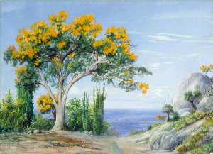 Marianne North - Study of the West Australian Flame Tree or Fire Tree