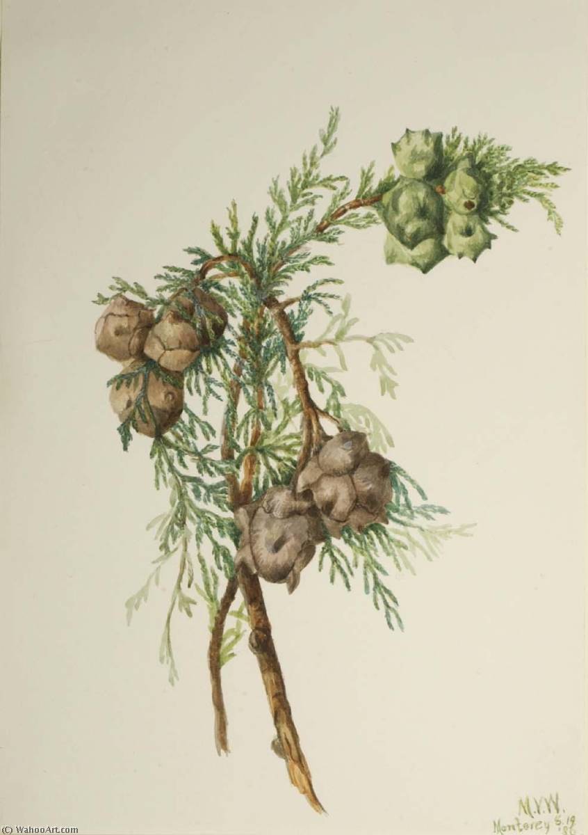 Cupressus macrocarpa Ботаническая иллюстрация