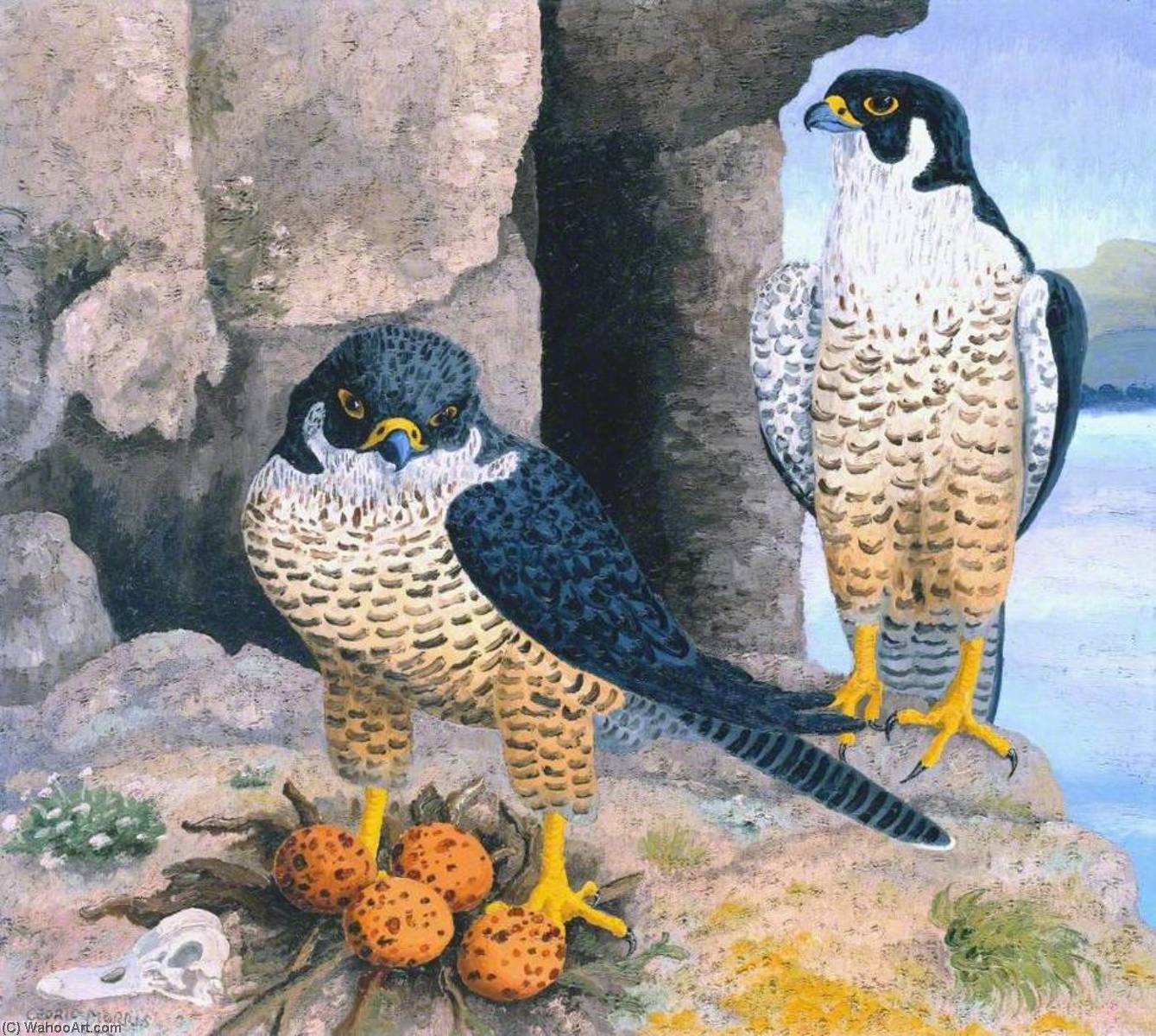 Wikioo.org - The Encyclopedia of Fine Arts - Painting, Artwork by Cedric Lockwood Morris - Peregrine Falcons