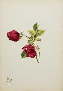(Untitled Rose)