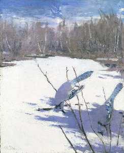 Blue Jays in Winter, study for book Concealing Coloration in the Animal Kingdom