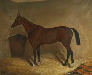 'Star', a Bay Racehorse, in a Stable