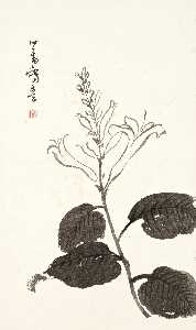 Puru ( Pu Xinyu) - Plantain Lily