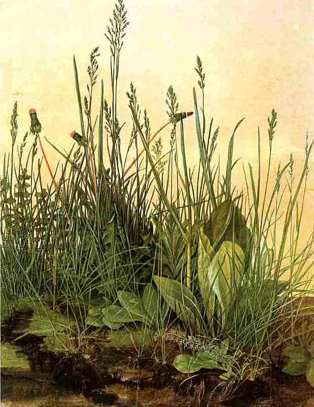 Wikioo.org - The Encyclopedia of Fine Arts - Painting, Artwork by Albrecht Durer - large clumps of grass, Albertina Vienna
