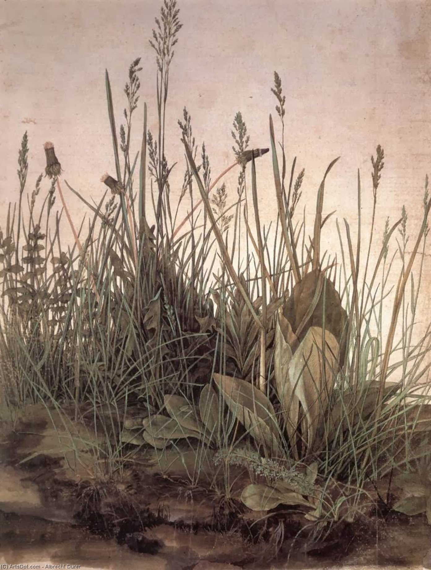 WikiOO.org - Enciklopedija dailės - Tapyba, meno kuriniai Albrecht Durer - The Large Turf