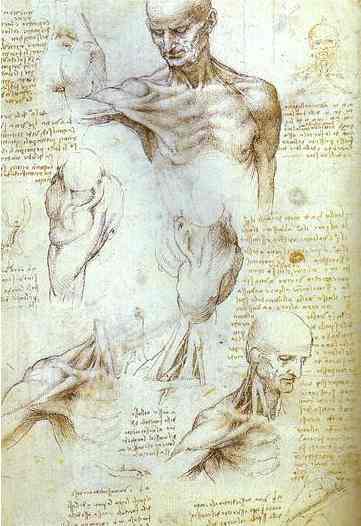 WikiOO.org - 백과 사전 - 회화, 삽화 Leonardo Da Vinci - The Neck and Shoulder of a Man