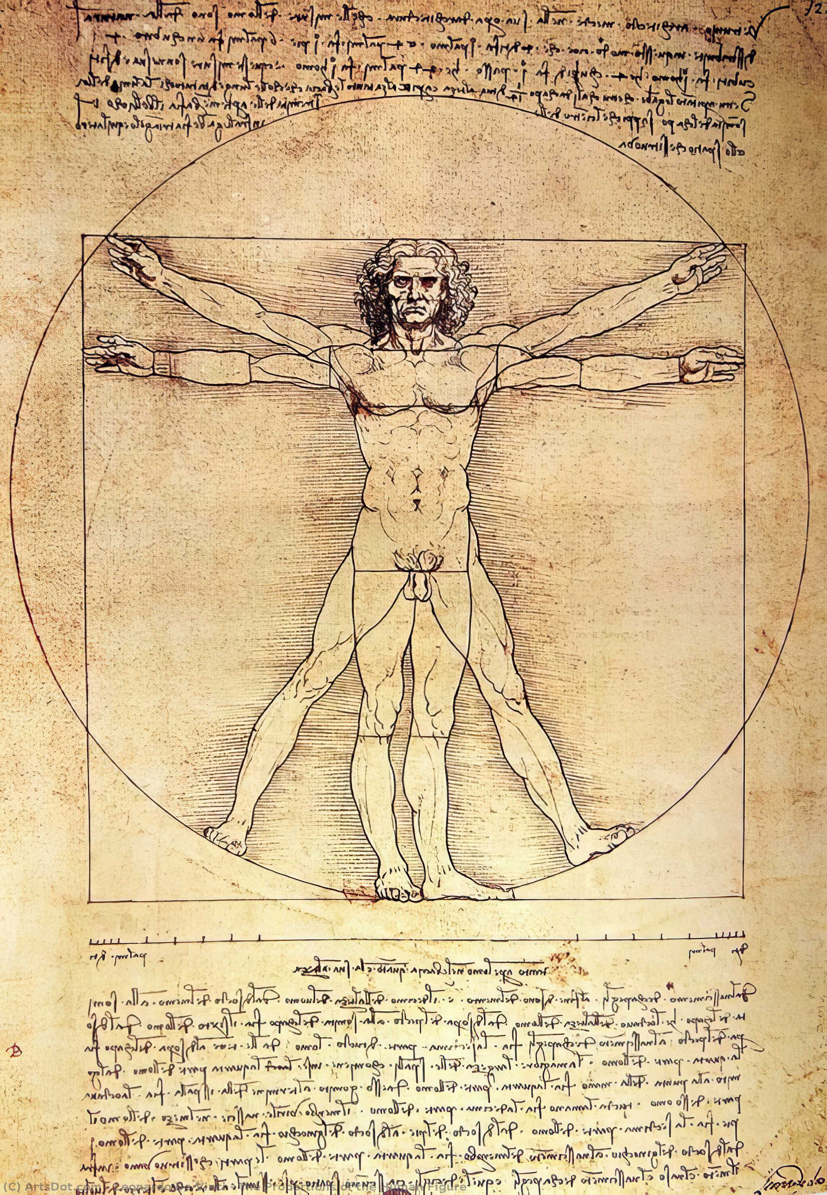 Wikioo.org – La Enciclopedia de las Bellas Artes - Pintura, Obras de arte de Leonardo Da Vinci - las proporciones de la figura humana
