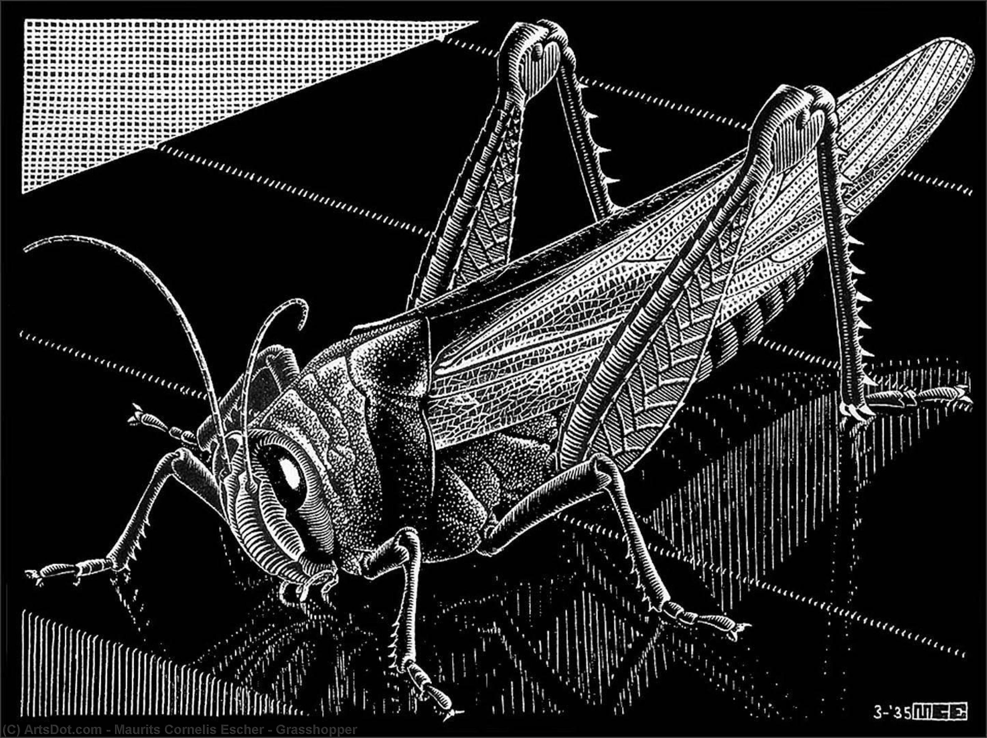 Wikoo.org - موسوعة الفنون الجميلة - اللوحة، العمل الفني Maurits Cornelis Escher - Grasshopper
