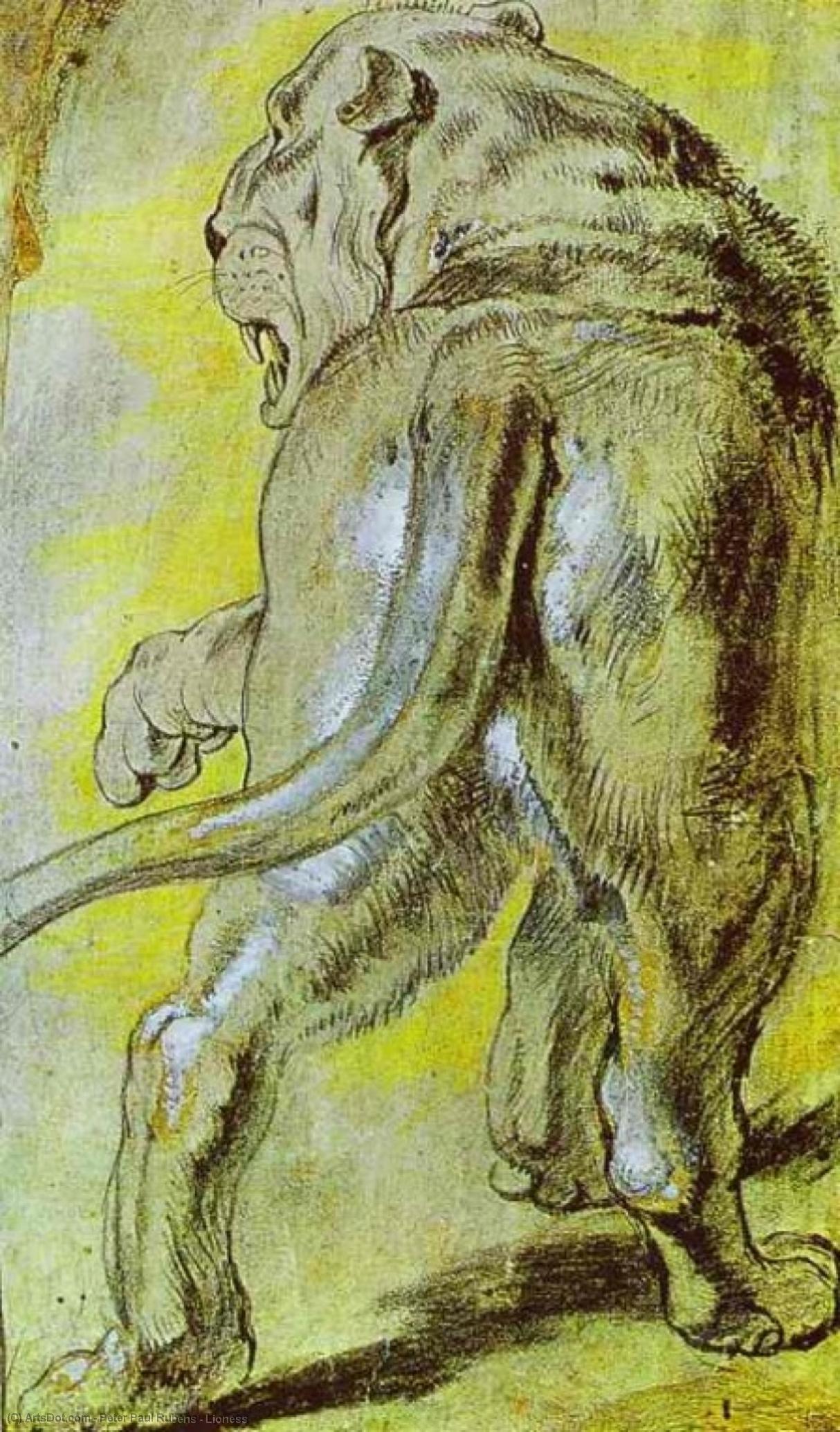 WikiOO.org - 백과 사전 - 회화, 삽화 Peter Paul Rubens - Lioness