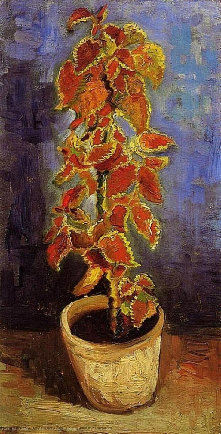 Wikioo.org – L'Encyclopédie des Beaux Arts - Peinture, Oeuvre de Vincent Van Gogh - Coleus Plante dans un Flowerpot
