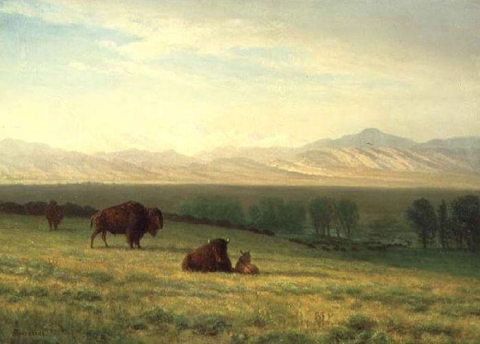 Wikoo.org - موسوعة الفنون الجميلة - اللوحة، العمل الفني Albert Bierstadt - Buffalo on the Plains