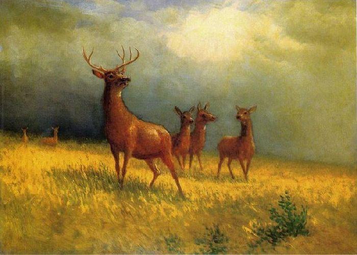 Wikioo.org - The Encyclopedia of Fine Arts - Painting, Artwork by Albert Bierstadt - Deer in a Field
