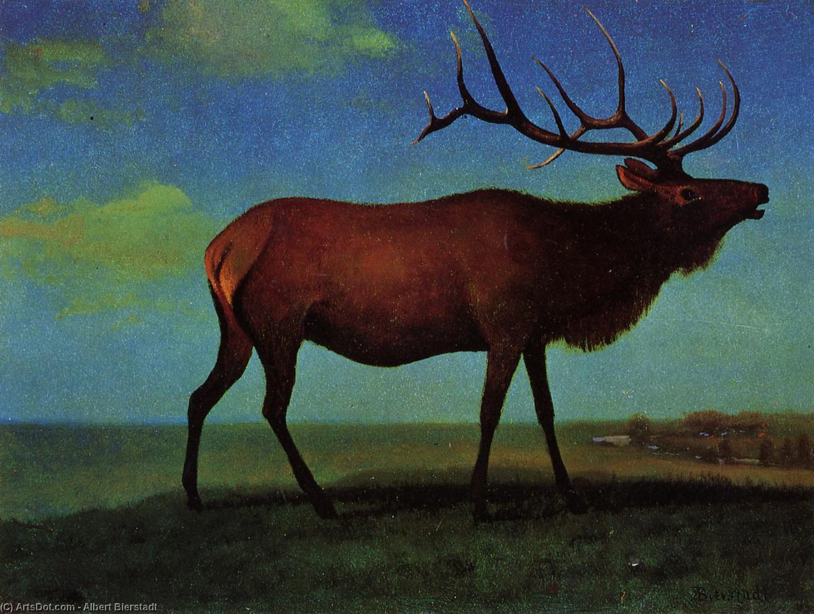 Wikioo.org - The Encyclopedia of Fine Arts - Painting, Artwork by Albert Bierstadt - Elk