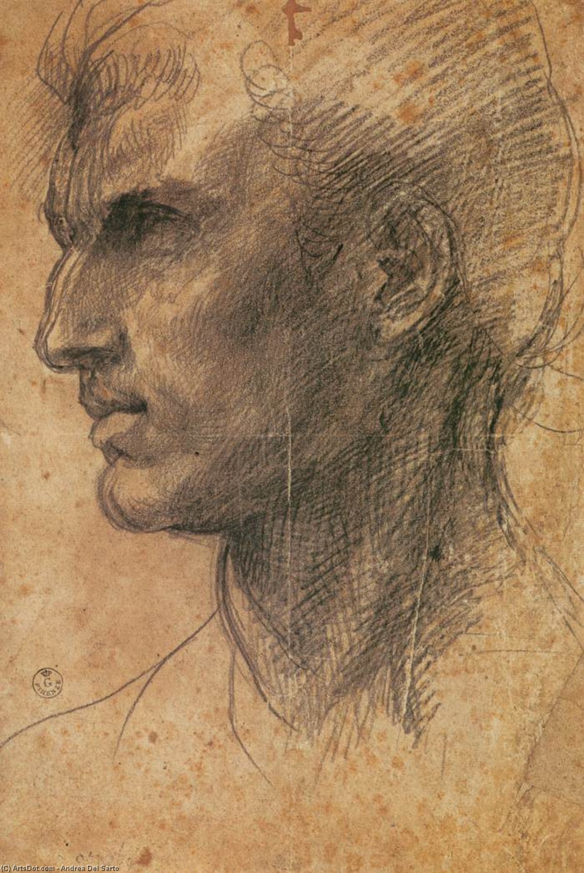 Wikioo.org - Bách khoa toàn thư về mỹ thuật - Vẽ tranh, Tác phẩm nghệ thuật Andrea Del Sarto - Head of a Man in Profile Facing Left
