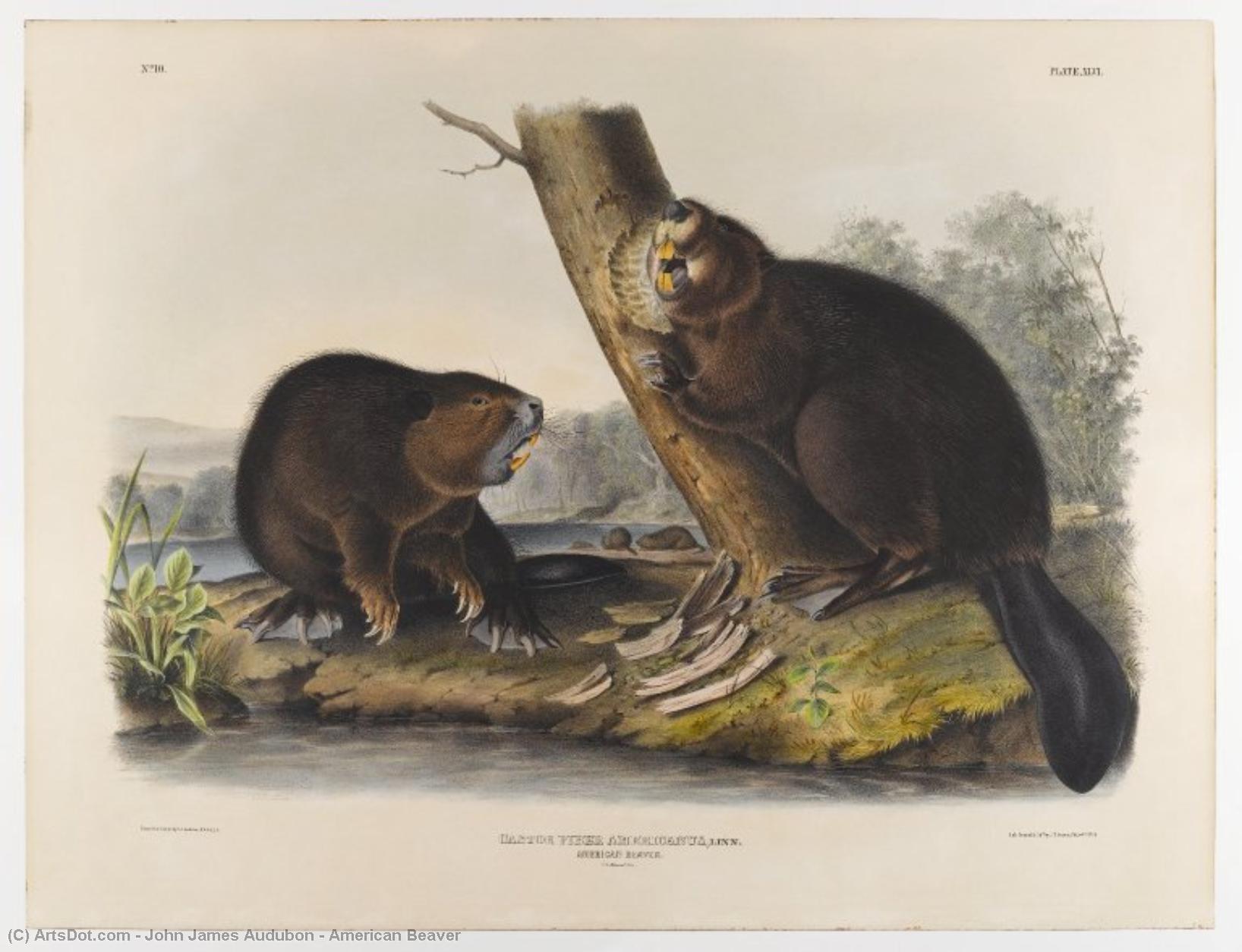 Wikioo.org - The Encyclopedia of Fine Arts - Painting, Artwork by John James Audubon - American Beaver
