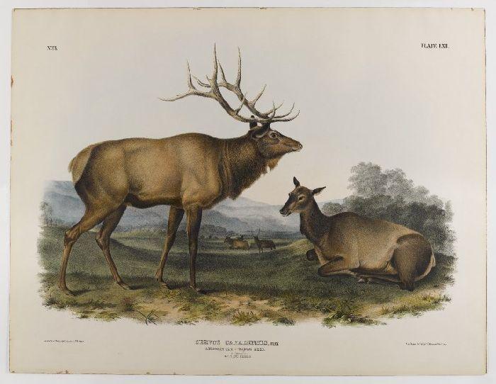 Wikoo.org - موسوعة الفنون الجميلة - اللوحة، العمل الفني John James Audubon - American Elk