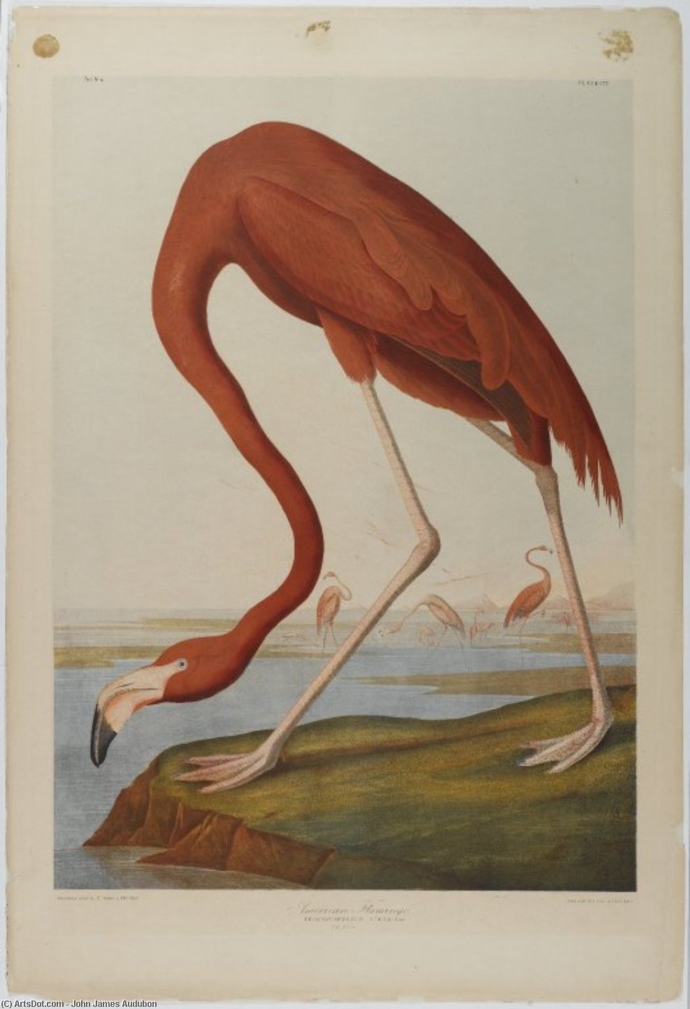 Wikioo.org - The Encyclopedia of Fine Arts - Painting, Artwork by John James Audubon - American Flamingo