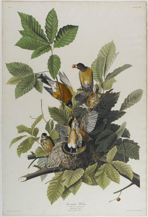 Wikioo.org – La Enciclopedia de las Bellas Artes - Pintura, Obras de arte de John James Audubon - Estadounidense Robin