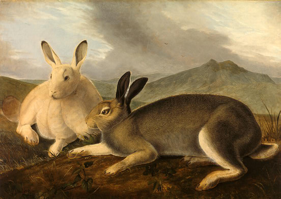 Wikioo.org - The Encyclopedia of Fine Arts - Painting, Artwork by John James Audubon - Arctic Hare