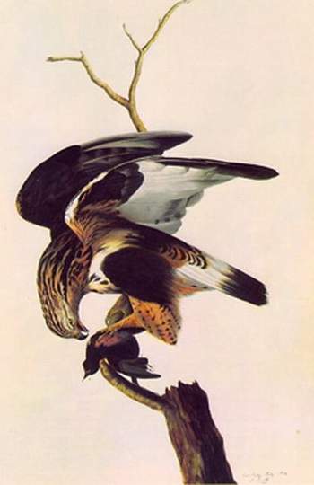 WikiOO.org - Encyclopedia of Fine Arts - Maľba, Artwork John James Audubon - Buteo lagopus