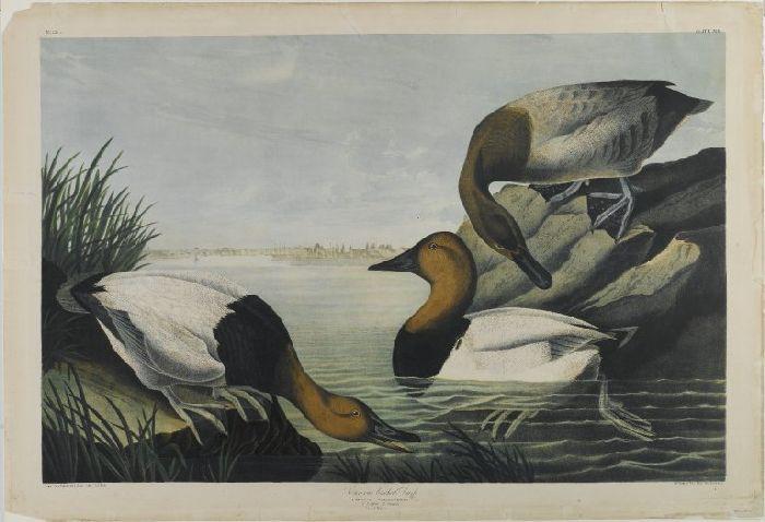 Wikioo.org – La Enciclopedia de las Bellas Artes - Pintura, Obras de arte de John James Audubon - Pato Lienzo respaldados