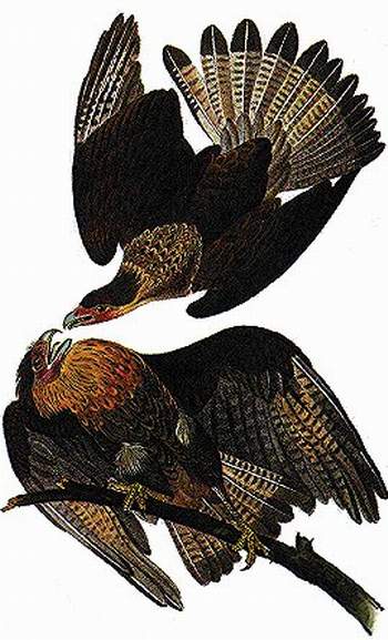 Wikioo.org - The Encyclopedia of Fine Arts - Painting, Artwork by John James Audubon - Caracara plancus