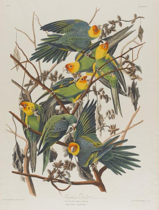 Wikioo.org - Die Enzyklopädie bildender Kunst - Malerei, Kunstwerk von John James Audubon - Carolina-Papagei