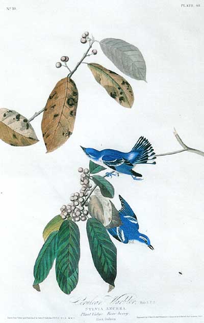 Wikioo.org - The Encyclopedia of Fine Arts - Painting, Artwork by John James Audubon - Cerulean Warblers
