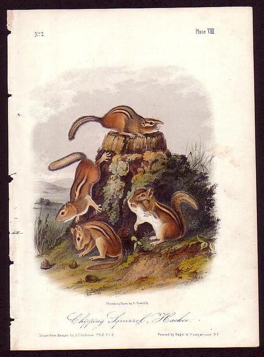 Wikioo.org - Encyklopedia Sztuk Pięknych - Malarstwo, Grafika John James Audubon - Chipping Squirrel