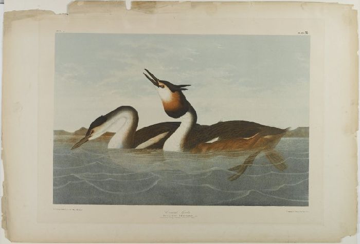 WikiOO.org - אנציקלופדיה לאמנויות יפות - ציור, יצירות אמנות John James Audubon - Crested Grebe