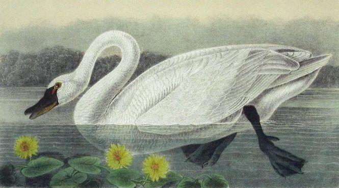 WikiOO.org - אנציקלופדיה לאמנויות יפות - ציור, יצירות אמנות John James Audubon - Cygnus columbianus