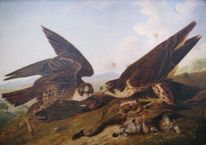 WikiOO.org - אנציקלופדיה לאמנויות יפות - ציור, יצירות אמנות John James Audubon - Duck Hawks