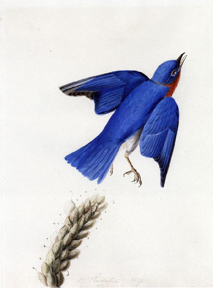 WikiOO.org - Encyclopedia of Fine Arts - Schilderen, Artwork John James Audubon - Eastern Bluebird