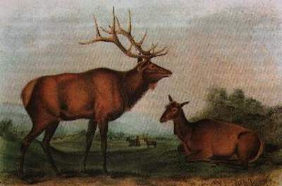 WikiOO.org - Encyclopedia of Fine Arts - Schilderen, Artwork John James Audubon - Eastern elk