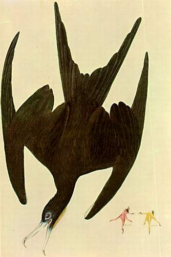 WikiOO.org - Encyclopedia of Fine Arts - Maleri, Artwork John James Audubon - Frigate magnificens