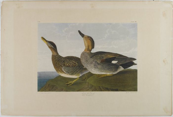 WikiOO.org - Encyclopedia of Fine Arts - Schilderen, Artwork John James Audubon - Gadwall Duck