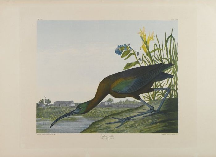 WikiOO.org - 백과 사전 - 회화, 삽화 John James Audubon - Glossy Ibis