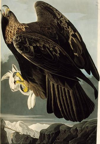 Wikioo.org - Encyklopedia Sztuk Pięknych - Malarstwo, Grafika John James Audubon - Golden Eagle