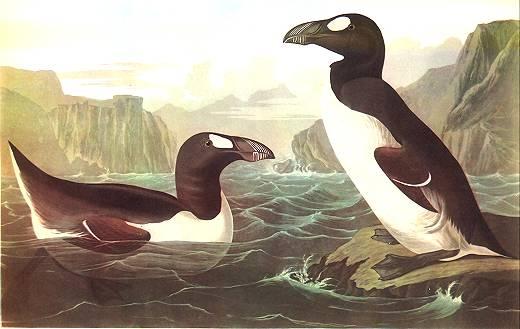 WikiOO.org - Εγκυκλοπαίδεια Καλών Τεχνών - Ζωγραφική, έργα τέχνης John James Audubon - Great Auk