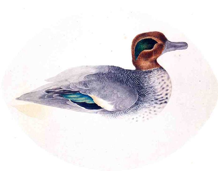 Wikioo.org - Bách khoa toàn thư về mỹ thuật - Vẽ tranh, Tác phẩm nghệ thuật John James Audubon - Green Winged Teal